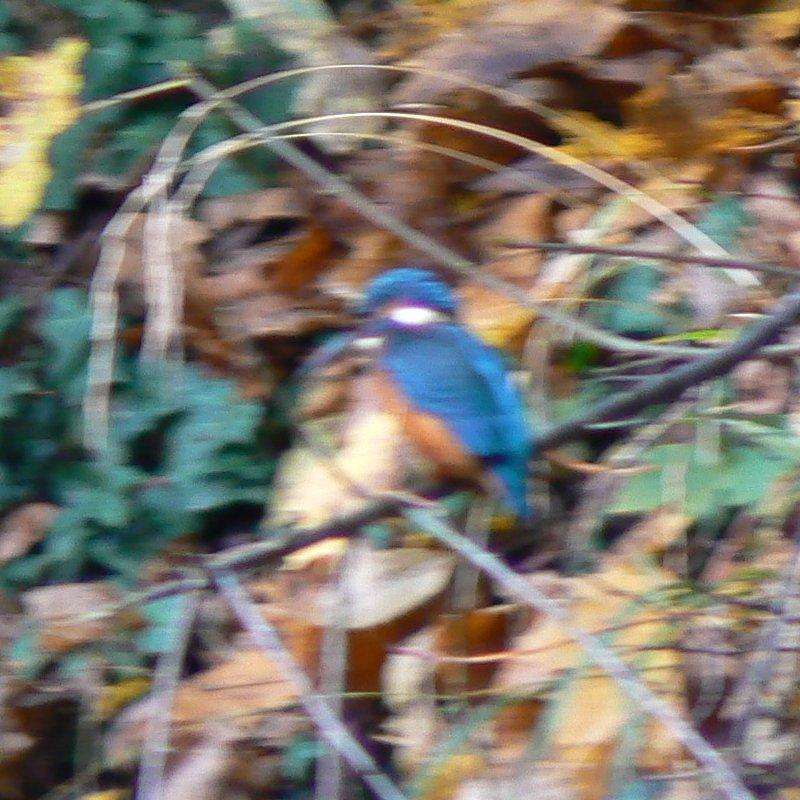 eisvogel