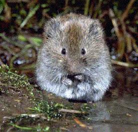 Field vole (microtus agrestis)