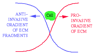 Schematic representation of cancer invasion